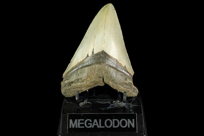 Serrated, Fossil Megalodon Tooth - North Carolina #147483